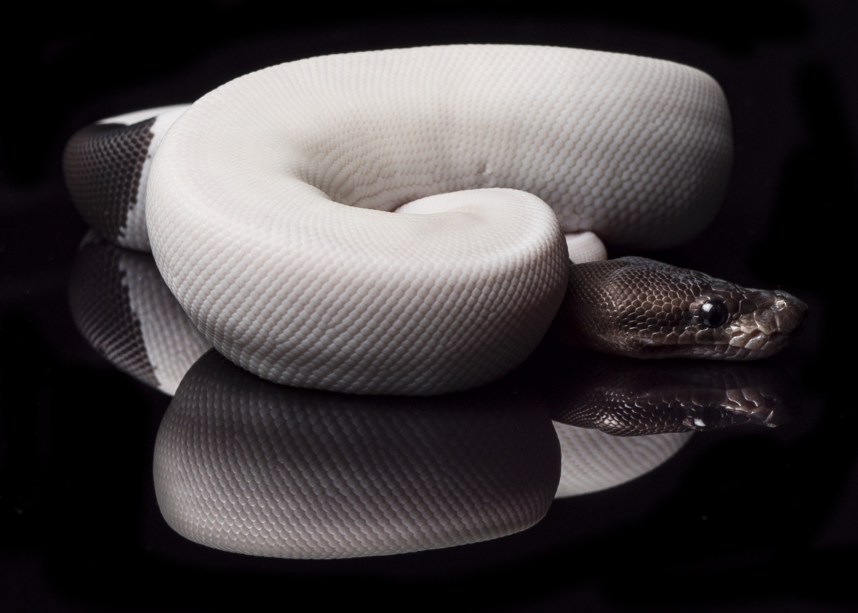 Designer-Morphs    ボールパイソン & ボアコンストリクター Designer-Morphs, Volume One: Ball Python and Boa Constrictor